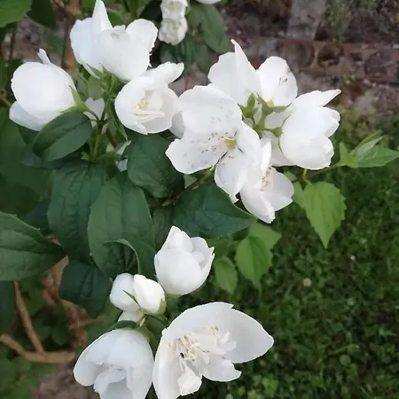 Paratlan Vendeghaz *